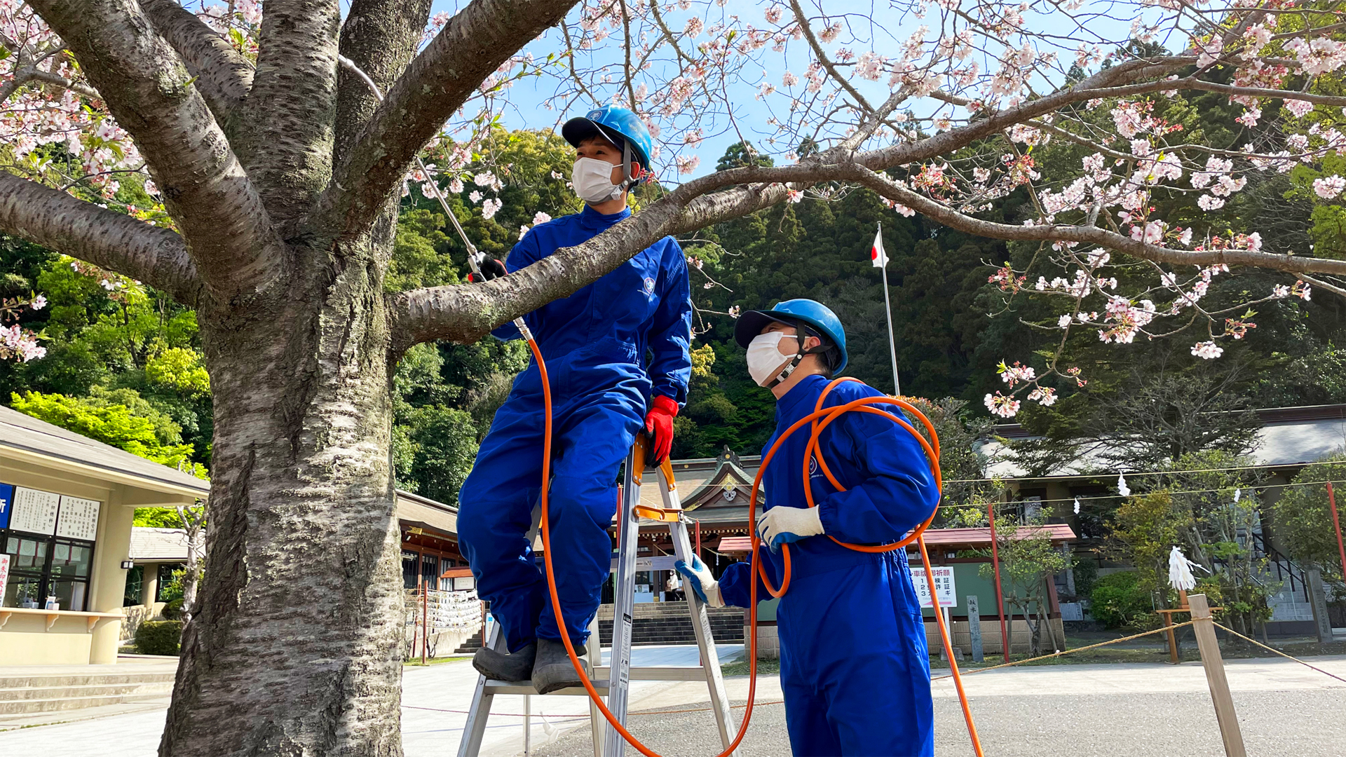 鹿児島縣護国神社桜