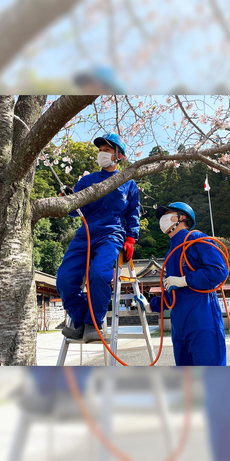 鹿児島縣護国神社桜